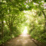 STOCK: Path through the woods 2