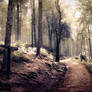 STOCK: Path through a spooky/ indie style forest