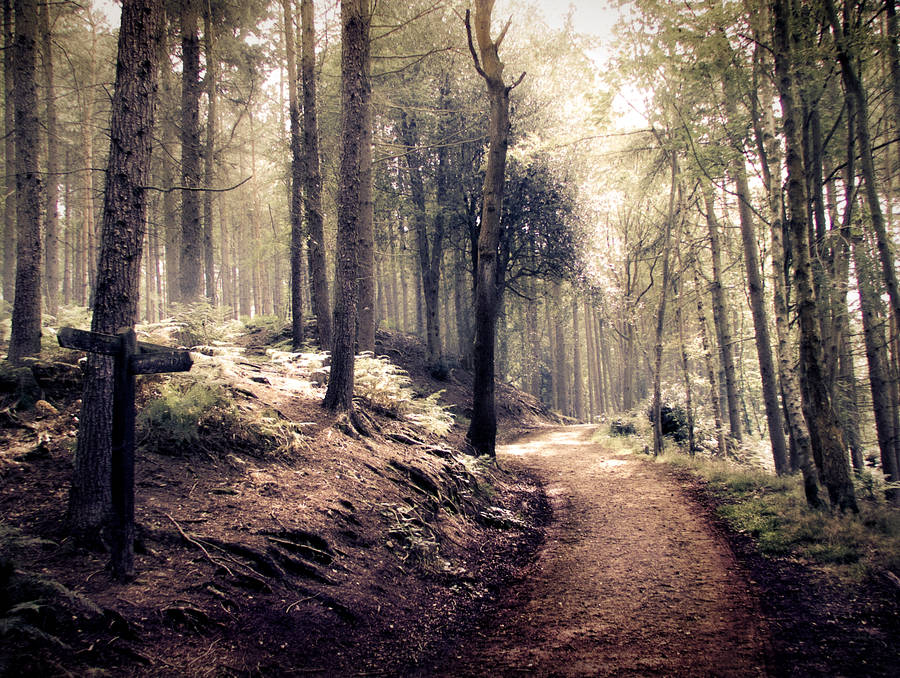 STOCK: Path through a spooky/ indie style forest by needanewname