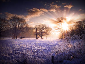 STOCK: Winter sunset scence