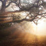STOCK: Misty forest light 9