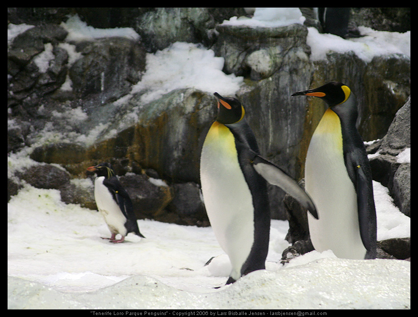 Tenerife Loro Parque Penguins