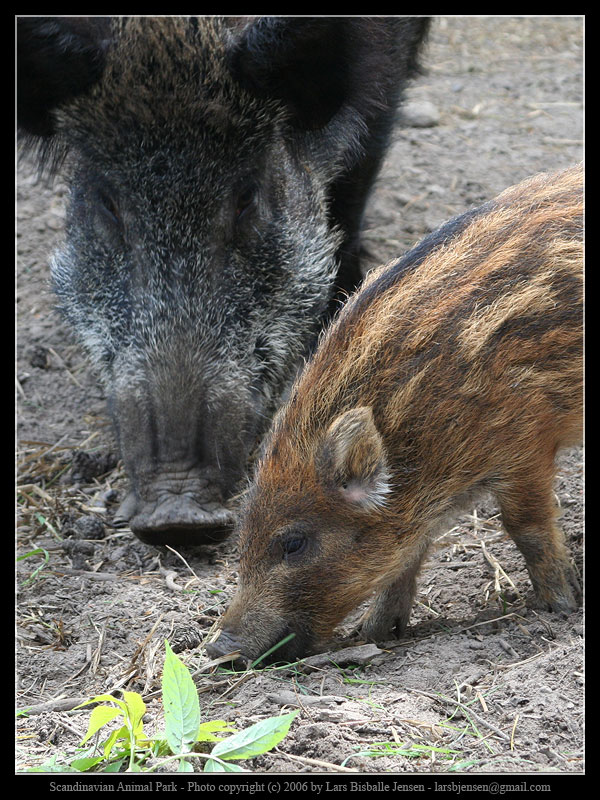 SAP: Wild Boar 1