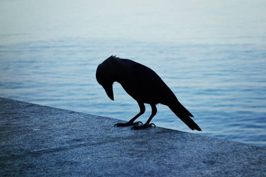 Sad Crow