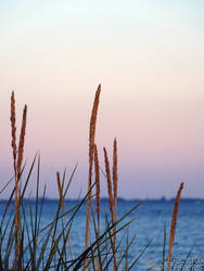 Beach Grain