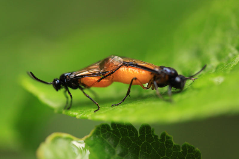 Deviantart Insect Love Insect Love by MunkeeGee on DeviantArt