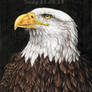 Bald Eagle Portrait