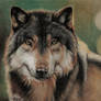 Wolf Portrait