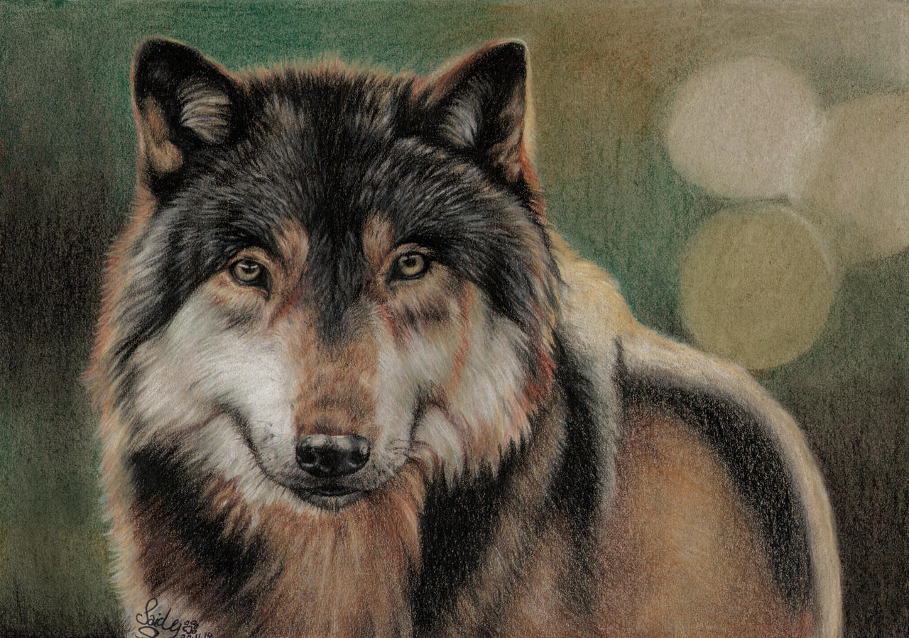 Wolf Portrait