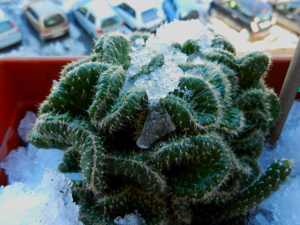 Iced Cactus