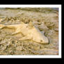 thresher shark sand sculpture