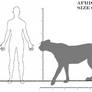 Africancheetah size comparison