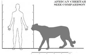 Africancheetah size comparison