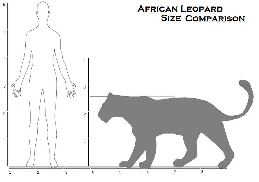 africanleopard size comparison by cheetahsintheearth on DeviantArt