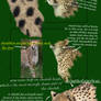 cheetah anatomy tutorial