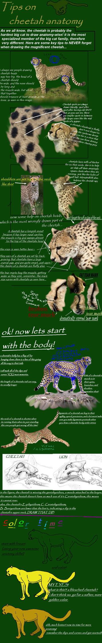 cheetah anatomy tutorial