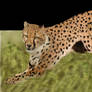 Persian cheetah 2