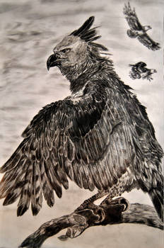 Sky Emperor