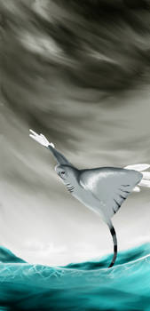 Manta Squatina