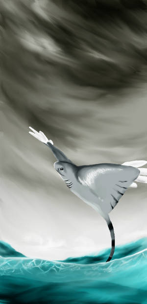 Manta Squatina