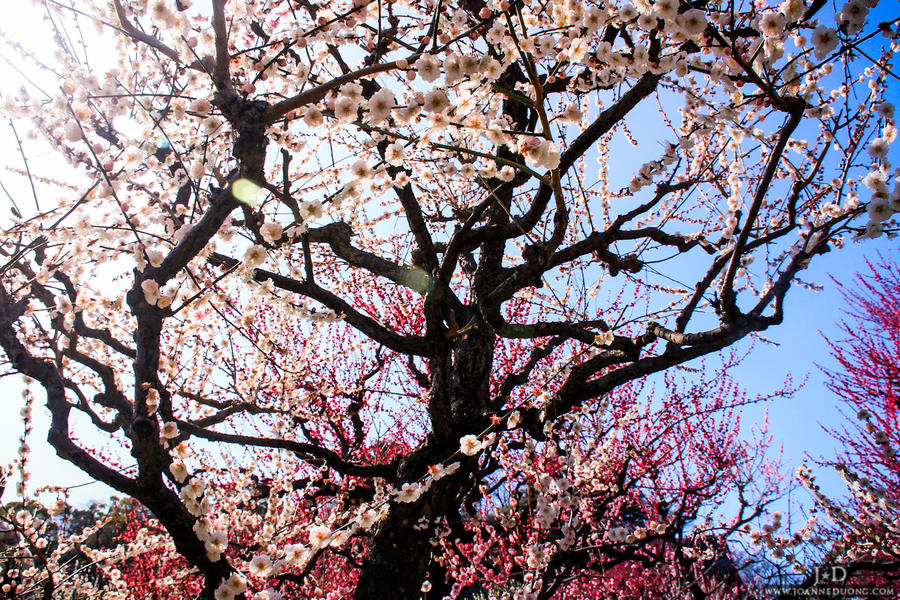 Cherry Blossom by JoLuffiroSauce