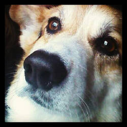 Tigger my Corgi