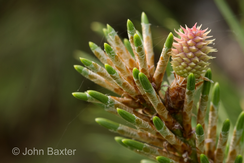 Pitch Pine Cone