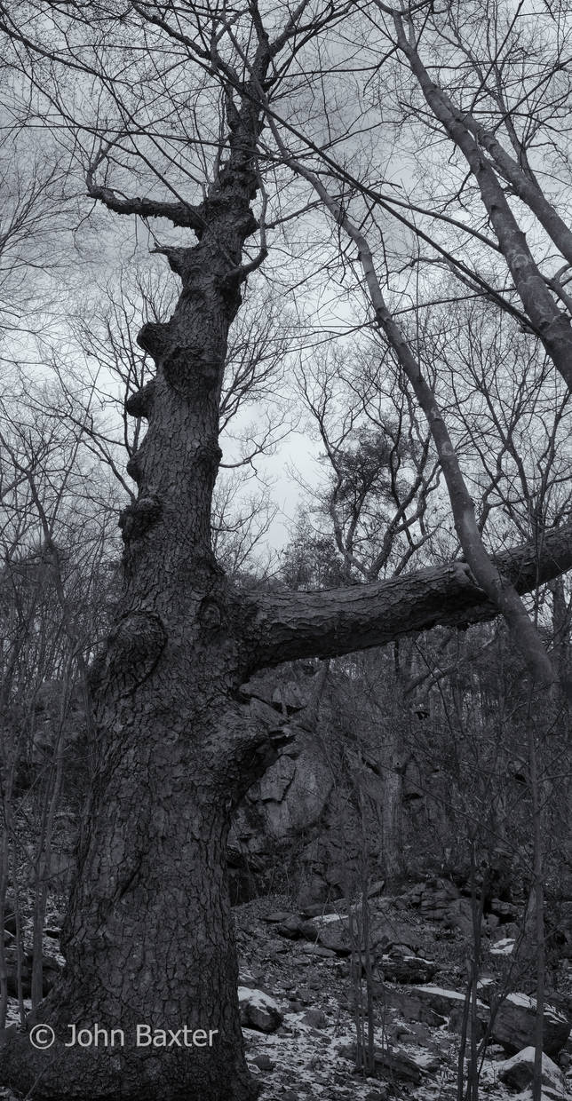 Knobby Tree by JBaxterPhotography on DeviantArt