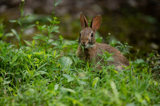 Bunny