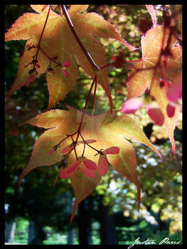 Leaves of Fall