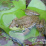 Liminal - Frog on a Lilypad