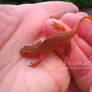 A newt in the hand is ... really cute