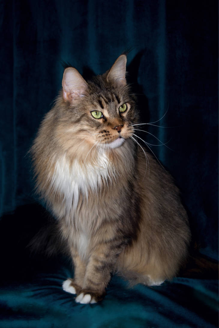 Maine-coon on a stage :) by nilaninor on DeviantArt