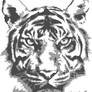 Tiger Stencil