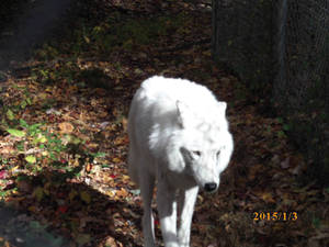 Atka 01