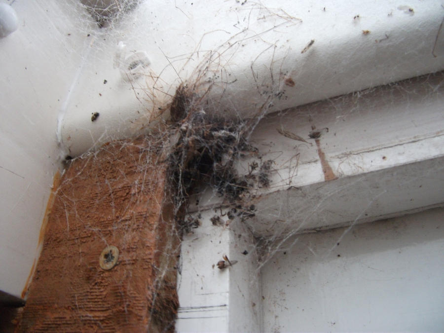 Cobweb Rashes Cobwebs by OhaiMeowth on DeviantArt