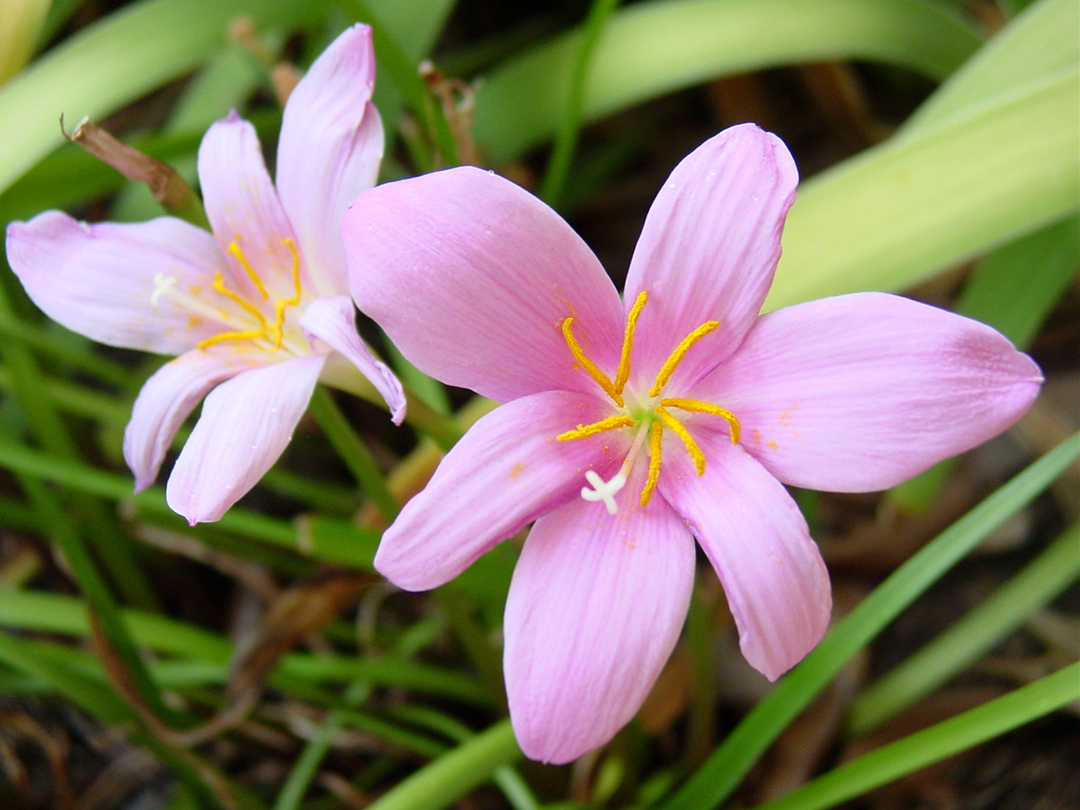 Pair of Lillies