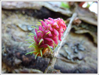 Larch Fruit