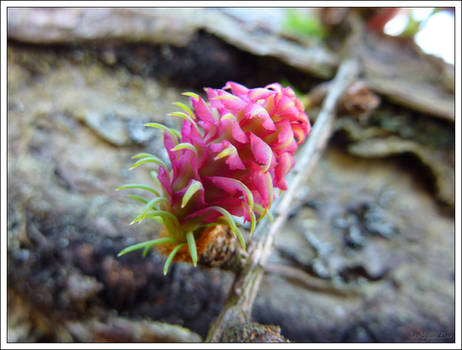 Larch Fruit