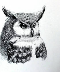 Owl