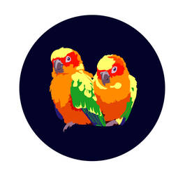 Sun Conures