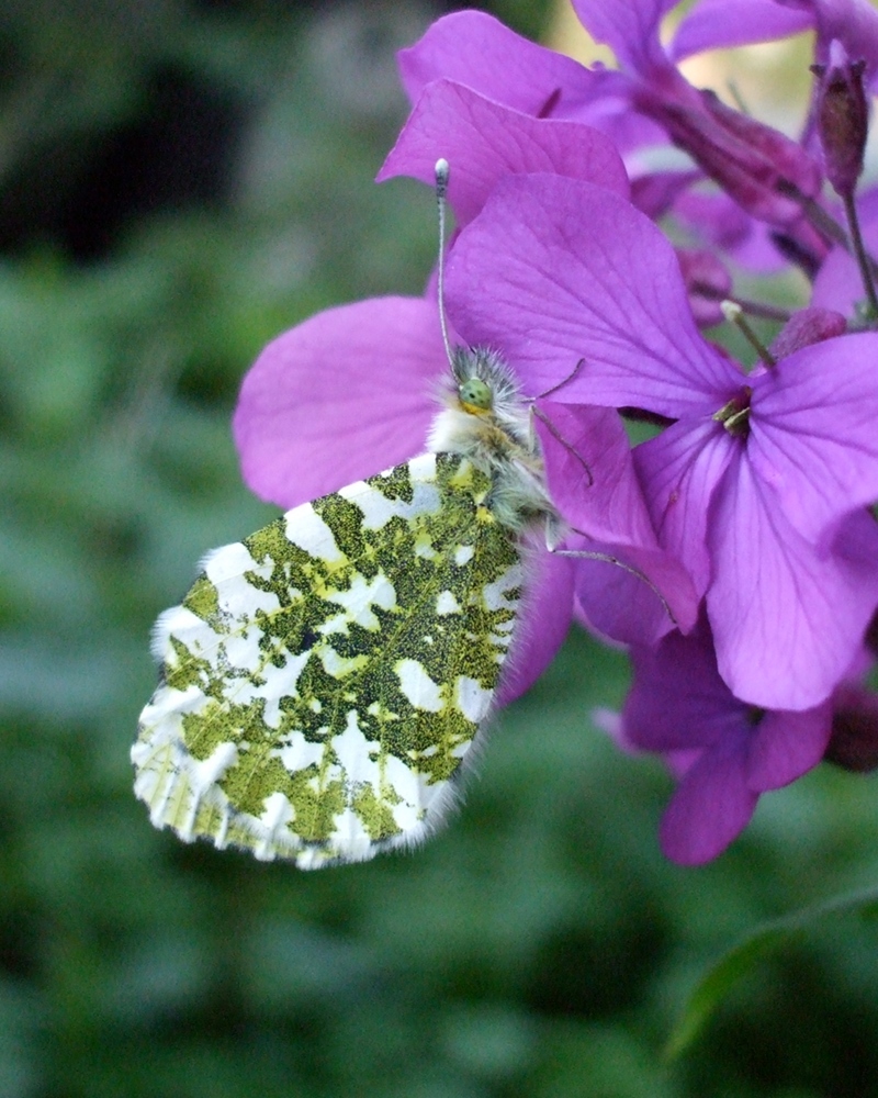 Orange Tip butterfly