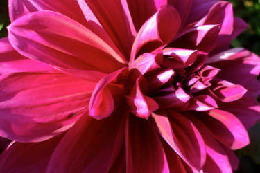 pink dahlia - close up
