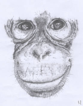 Orangutan