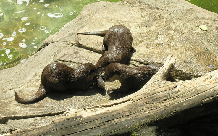 Otter Keep Away 2