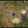 Yosemite Thistle