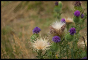 Yosemite Thistle