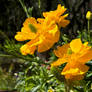 Golden Blooms