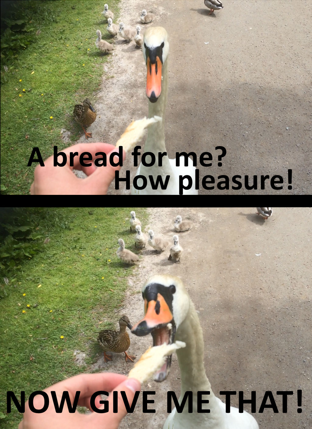 Swan MEME By Enricthepenguin92 On DeviantArt swan-meme-by-enricthepenguin92-on-deviantart