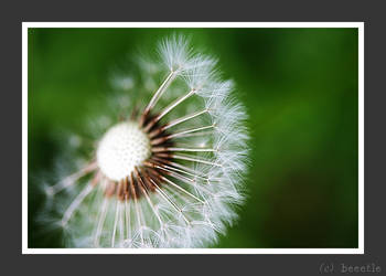 Dandelion